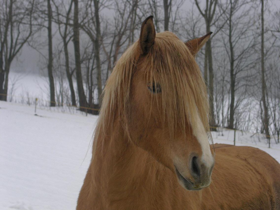 Ený
